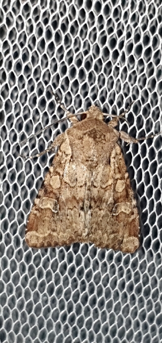 Apamea sordens  - Melchior Viallet