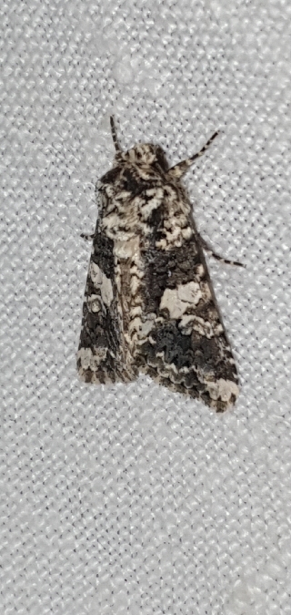 Hadena confusa  - Melchior Viallet