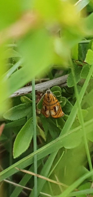 Olethreutes arcuella  - Melchior Viallet