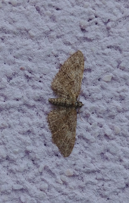 Eupithecia abbreviata 