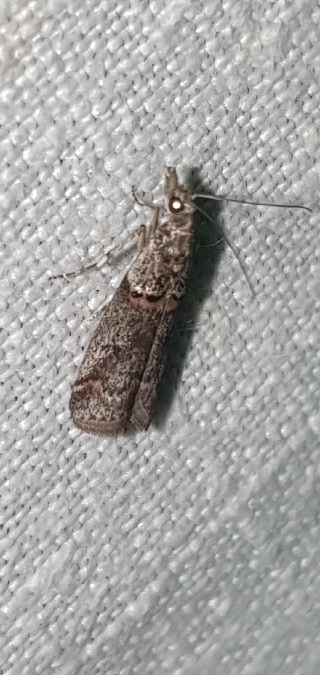 Acrobasis obliqua  - Melchior Viallet