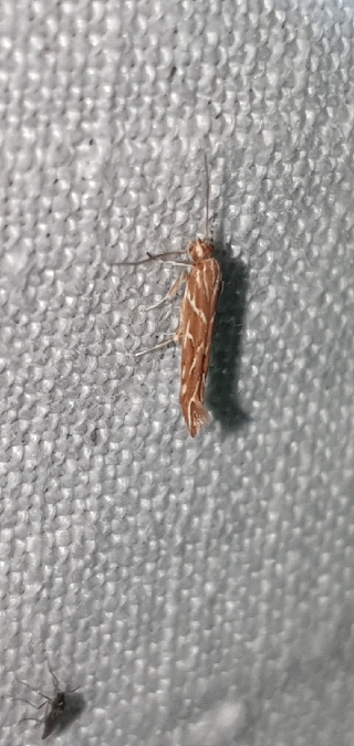 Pyroderces argyrogrammos  - Melchior Viallet