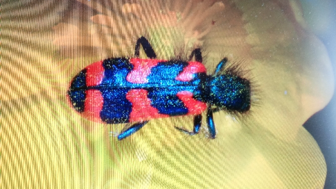 Trichodes alvearius  - Christian Rust