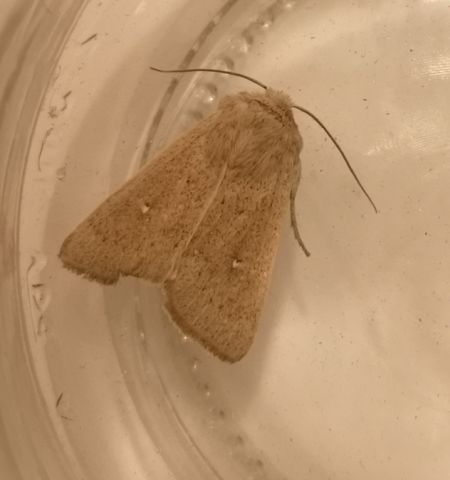 Mythimna sicula  - Françoise Rauzieres (TGB-SSNTG)