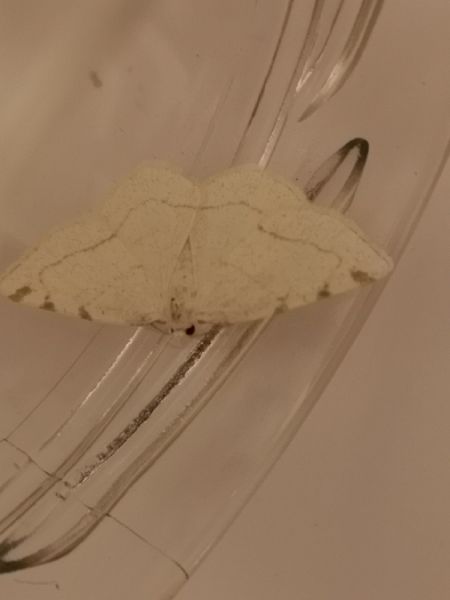 Stegania trimaculata  - Françoise Rauzieres (TGB-SSNTG)