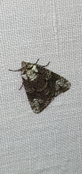 Troënière  - Melchior Viallet