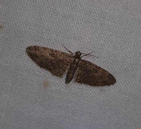 Eupithecia abbreviata  - Thomas Lux