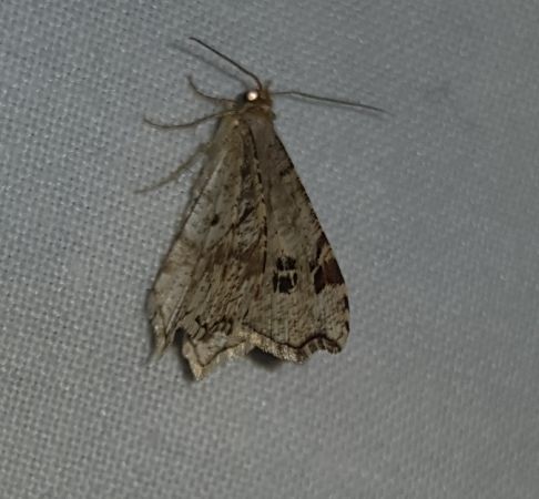 Macaria notata  - Thomas Lux