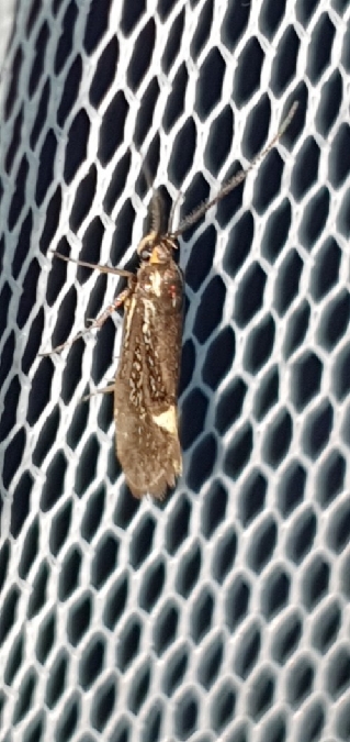 Esperia sulphurella  - Melchior Viallet