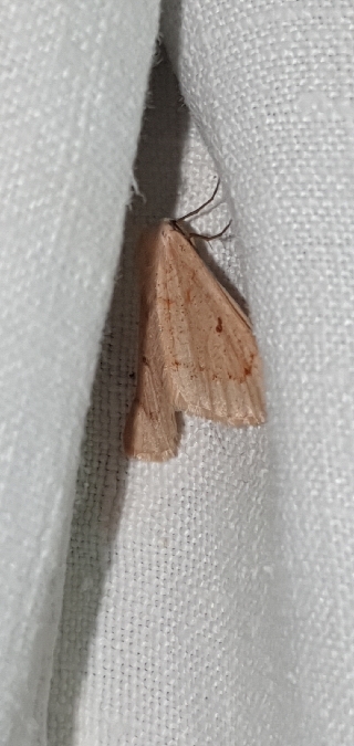 Dyscia penulataria  - Melchior Viallet
