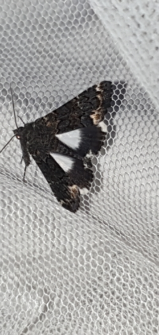 Catephia alchymista  - Melchior Viallet