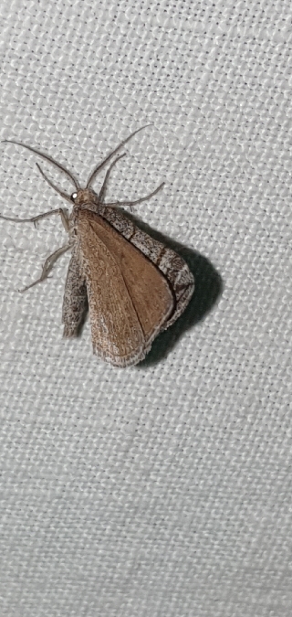 Scotopteryx coarctaria  - Melchior Viallet