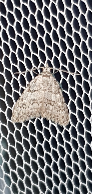 Nola cicatricalis  - Melchior Viallet