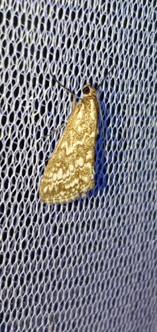 Evergestis frumentalis  - Melchior Viallet