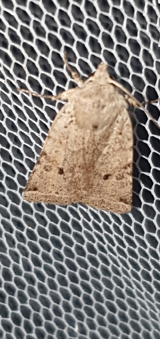 Spudaea ruticilla  - Melchior Viallet