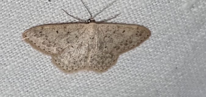 Scopula marginepunctata  - Melchior Viallet