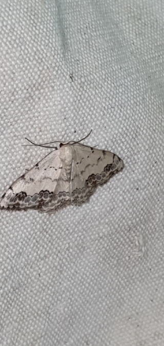 Scopula decorata  - Melchior Viallet