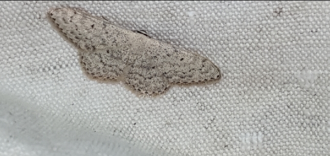 Scopula marginepunctata  - Melchior Viallet