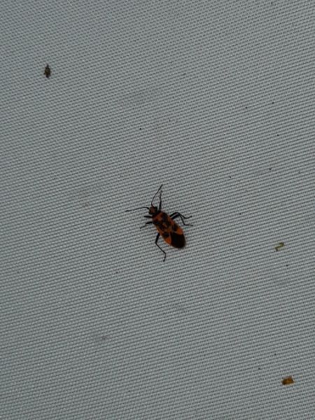 Corizus hyoscyami hyoscyami  - Sylvain Lethuillier