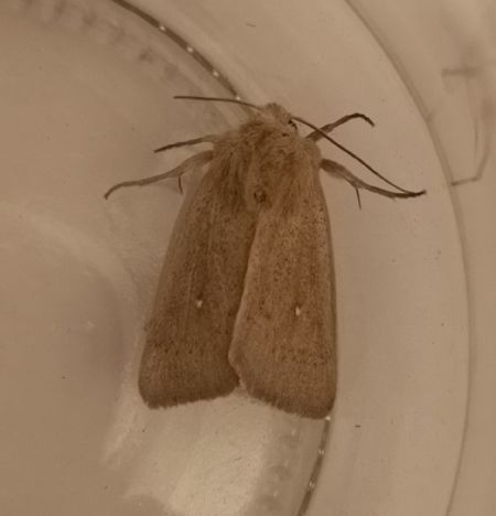 Mythimna sicula  - Françoise Rauzieres (TGB-SSNTG)