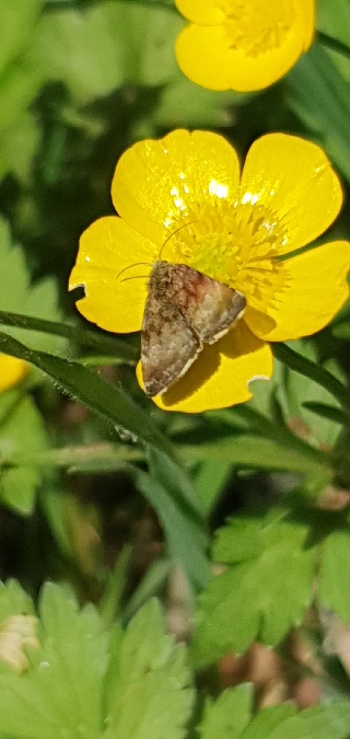 Panemeria tenebrata  - Melchior Viallet