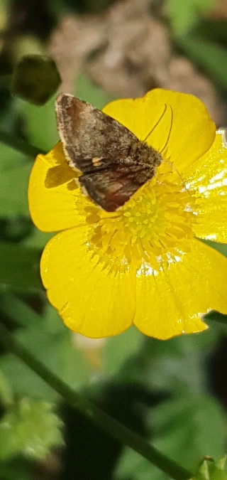 Panemeria tenebrata  - Melchior Viallet