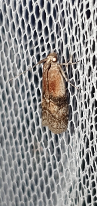 Rhodophaea formosa  - Melchior Viallet