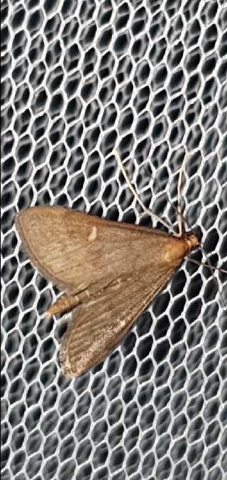 Dolicharthria aetnaealis  - Melchior Viallet