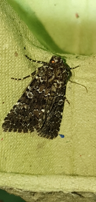 Hadena magnolii  - Melchior Viallet
