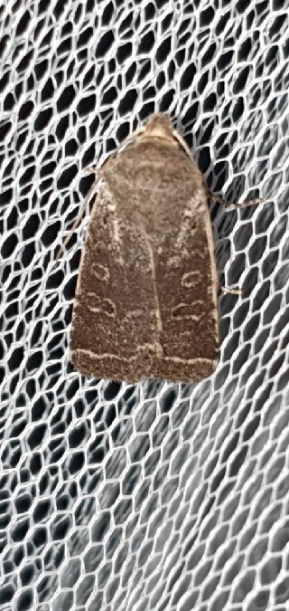 Spudaea ruticilla  - Melchior Viallet