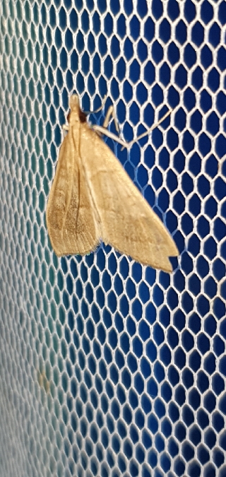 Mecyna asinalis  - Melchior Viallet