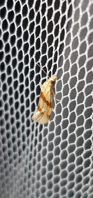 Aethes francillana  - Melchior Viallet