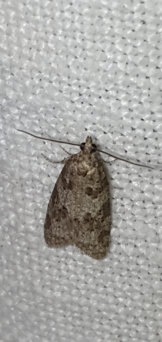 Cnephasia incertana  - Melchior Viallet