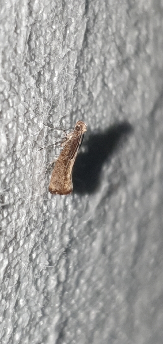 Acrolepiopsis vesperella  - Melchior Viallet