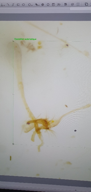 Acrolepiopsis vesperella  - Melchior Viallet