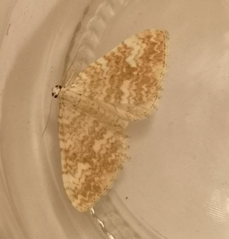 Perizoma flavofasciata  - Françoise Rauzieres (TGB-SSNTG)