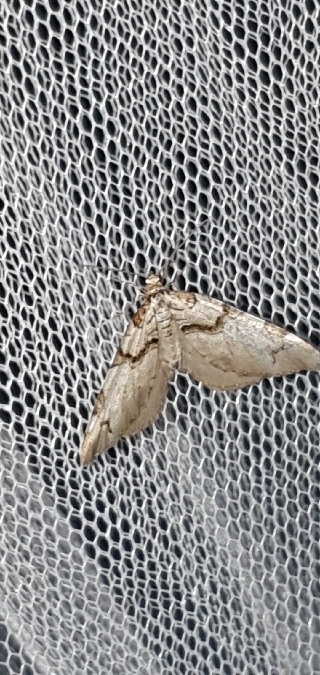 Anticlea derivata  - Melchior Viallet