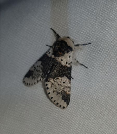 Harpye bicuspide  - Thomas Lux