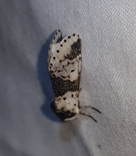 Harpye bicuspide  - Thomas Lux