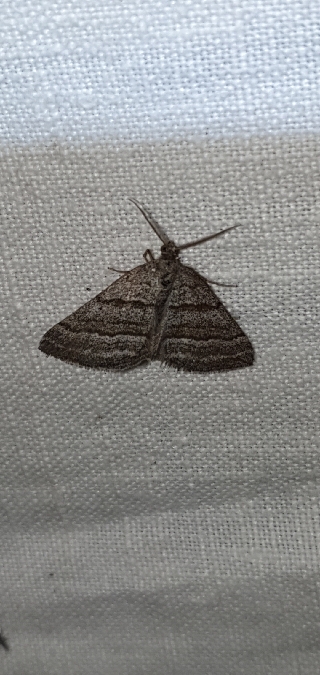 Scotopteryx coarctaria  - Melchior Viallet