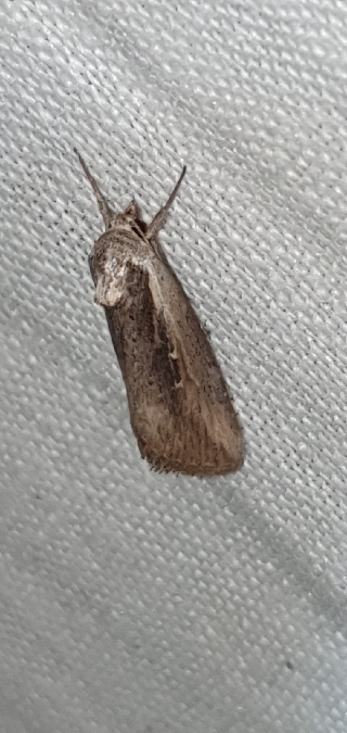 Epimecia ustula  - Melchior Viallet