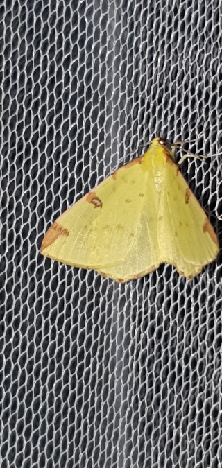 Citronelle rouillée  - Melchior Viallet