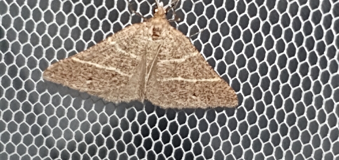 Petrophora narbonea  - Melchior Viallet