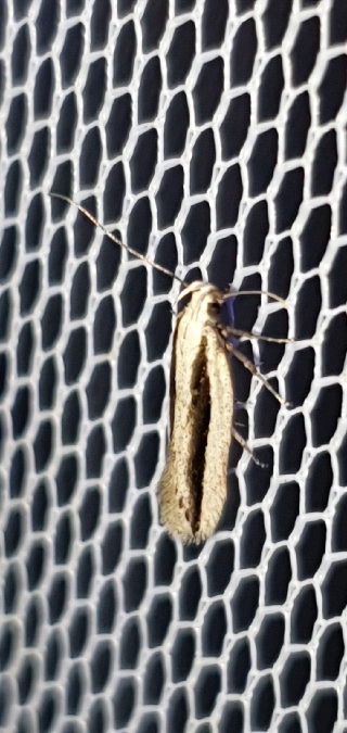 Mirificarma interrupta  - Melchior Viallet