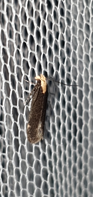 Aroga flavicomella  - Melchior Viallet