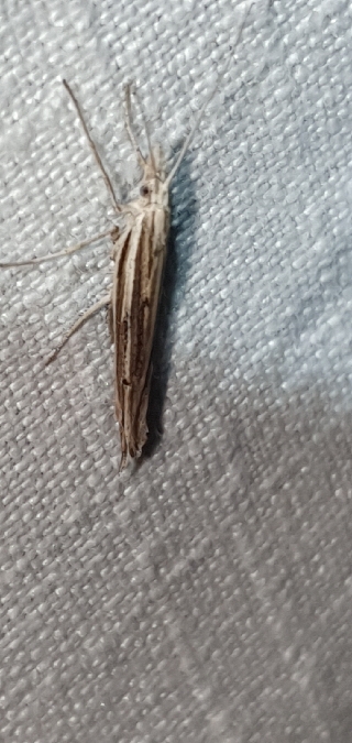 Ypsolopha mucronella  - Melchior Viallet