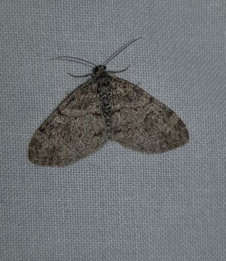 Lobophora halterata  - Thomas Lux