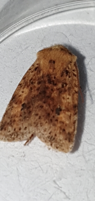 Orrhodie tigrée  - Melchior Viallet