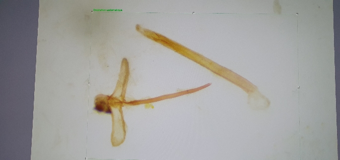 Tinea pellionella  - Melchior Viallet