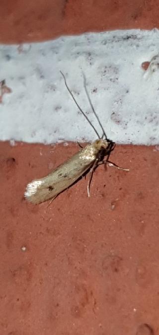 Tinea pellionella  - Melchior Viallet